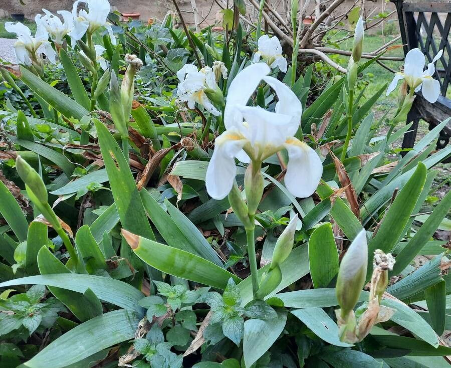 LIRIO BLANCO. PLANTA MUY TÓXICA PARA LAS MASCOTAS