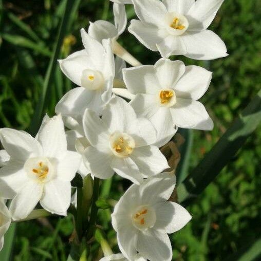 NARCISO. PLANTA TOXICA PARA MASCOTAS