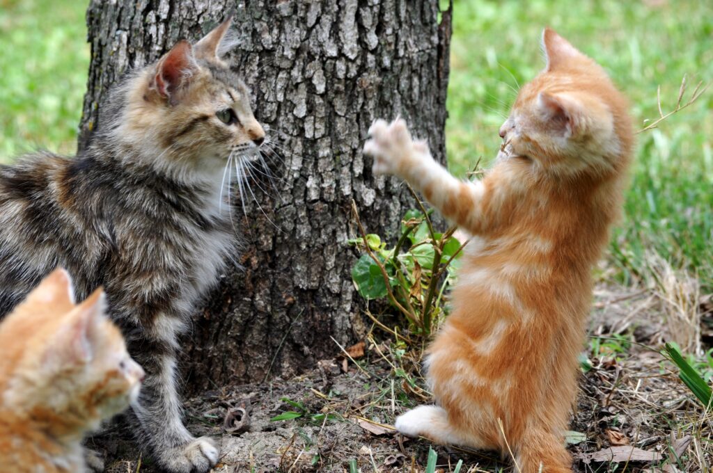 GATOS EN EL PARQUE