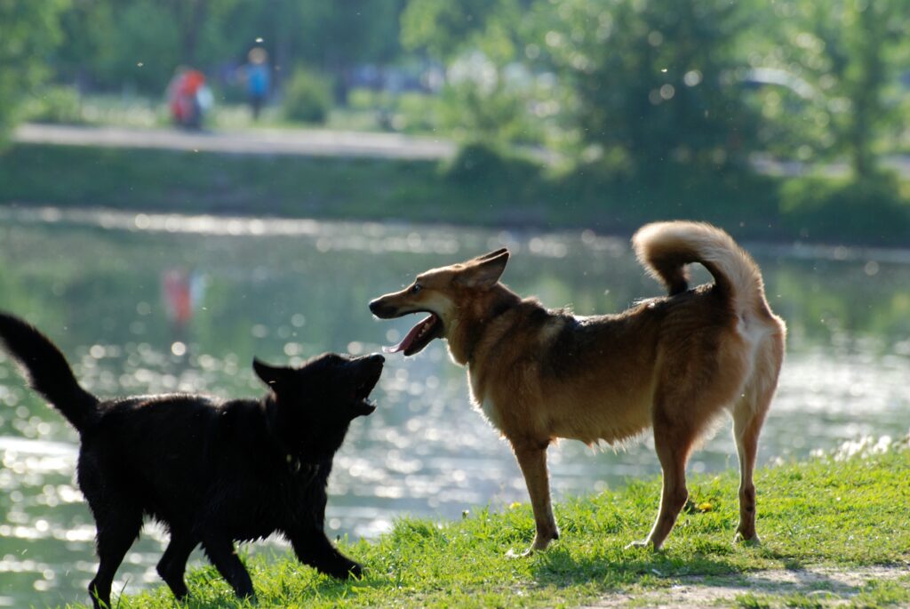 PERROS EN EL PARQUE