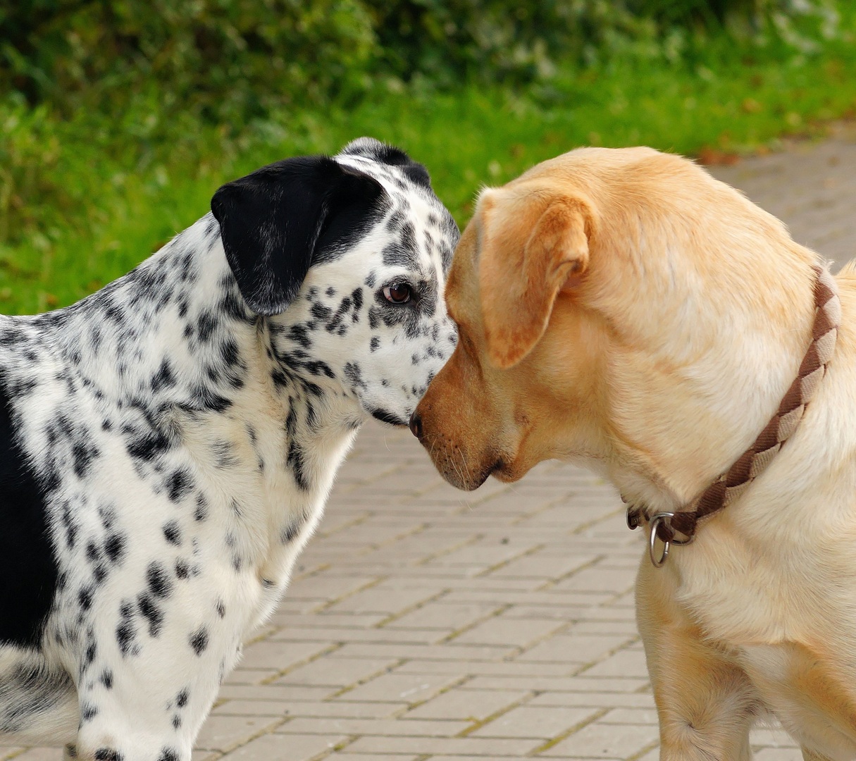 comidas para perros