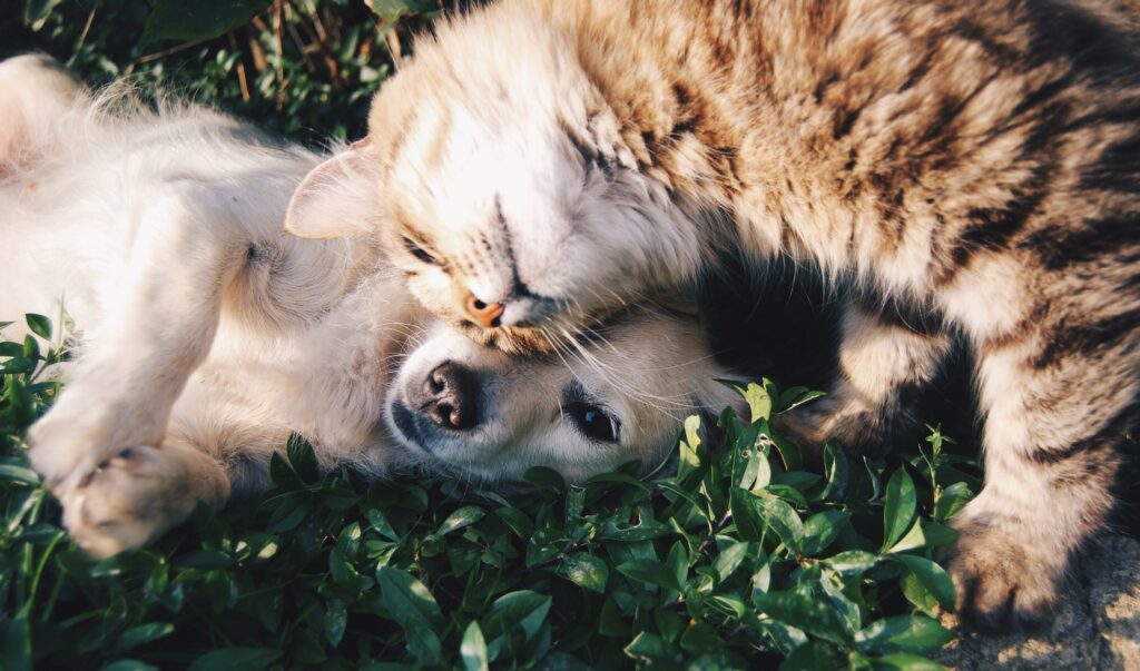 ley de protección animal